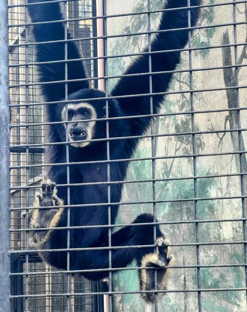 What are the ethical considerations in monkey rescue and rehabilitation? What are the ethical considerations in monkey rescue and rehabilitation?