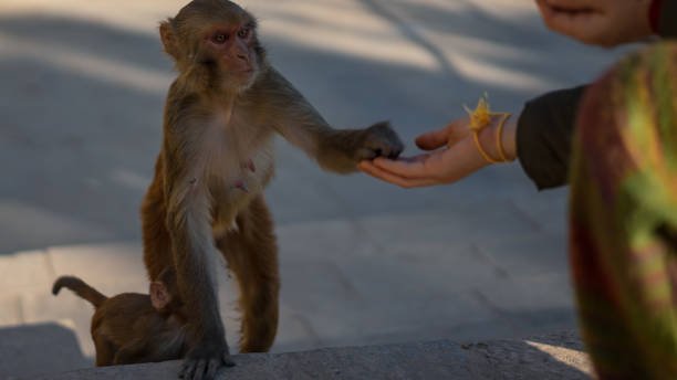 What are the ethical considerations in monkey rescue and rehabilitation? What are the ethical considerations in monkey rescue and rehabilitation?