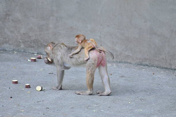 Where can I volunteer for monkey rescue missions abroad? Where can I volunteer for monkey rescue missions abroad?