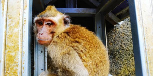 Where can I volunteer for monkey rescue missions abroad? Where can I volunteer for monkey rescue missions abroad?
