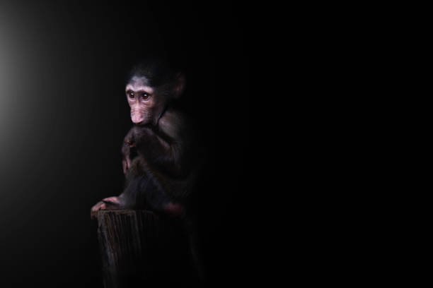 Where can I volunteer for monkey rescue missions abroad? Where can I volunteer for monkey rescue missions abroad?