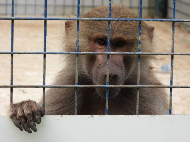 What are the dangers faced by monkey rescuers in the wild? What are the dangers faced by monkey rescuers in the wild?