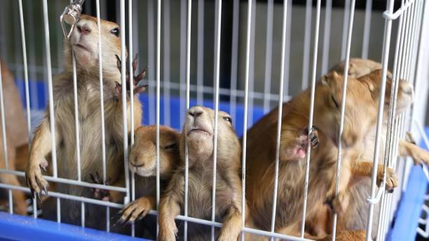What are the dangers faced by monkey rescuers in the wild? What are the dangers faced by monkey rescuers in the wild?