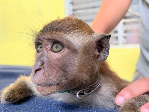 What are the dangers faced by monkey rescuers in the wild? What are the dangers faced by monkey rescuers in the wild?