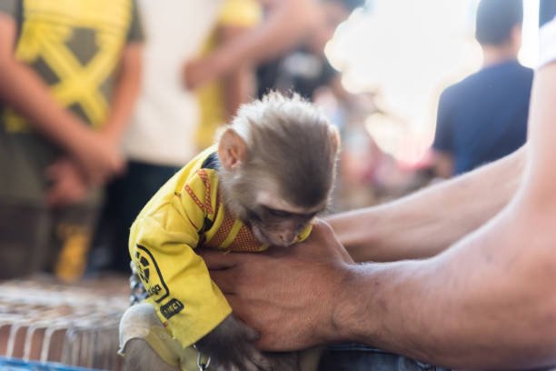 What are the best strategies for rescuing monkeys trapped in urban areas?