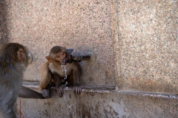 How can we save endangered monkeys from deforestation? How can we save endangered monkeys from deforestation?