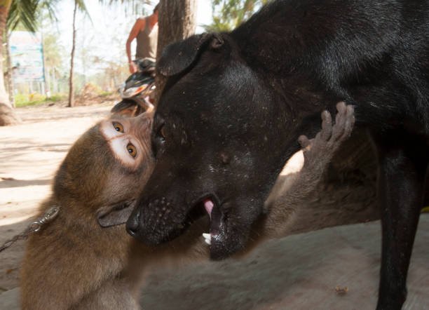 Are there effective ways to rehabilitate monkeys rescued from illegal pet trade?