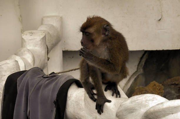 Are there effective ways to rehabilitate monkeys rescued from illegal pet trade?