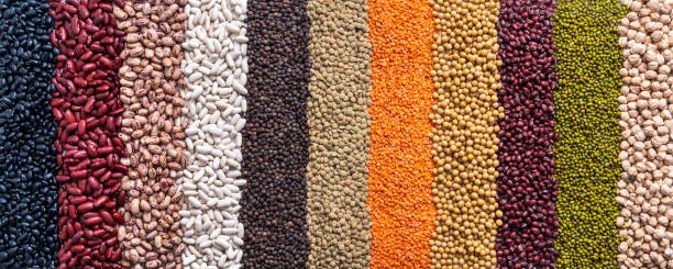 What Are the Differences Between Animal and Plant Protein Sources? What Are the Differences Between Animal and Plant Protein Sources?