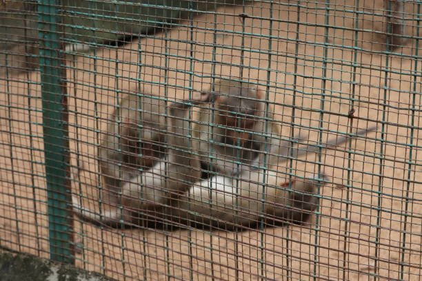 Are there effective ways to rehabilitate monkeys rescued from illegal pet trade?