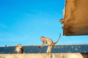 istockphoto-478359738-612x612-1