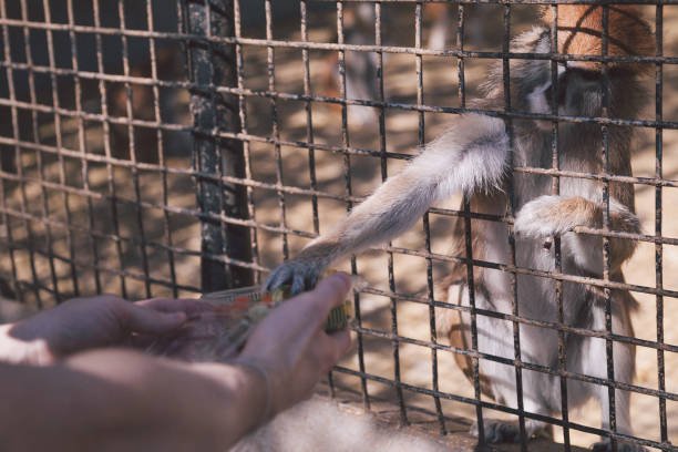 How can we save endangered monkeys from deforestation? How can we save endangered monkeys from deforestation?