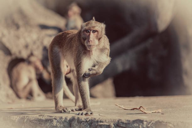 What are the best strategies for rescuing monkeys trapped in urban areas?