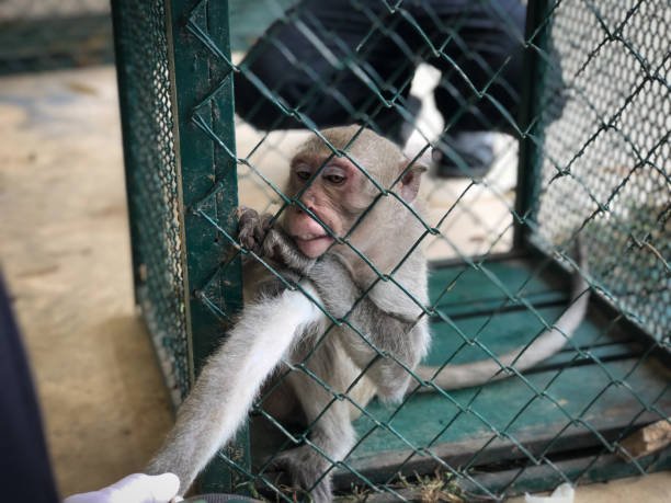How can we save endangered monkeys from deforestation? How can we save endangered monkeys from deforestation?