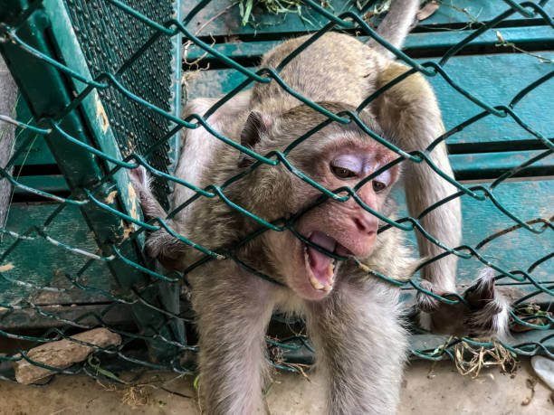 What are the best strategies for rescuing monkeys trapped in urban areas?