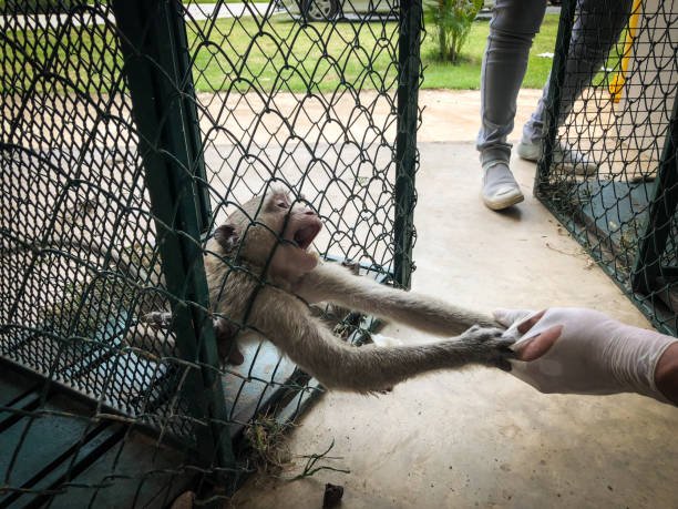 What are the best strategies for rescuing monkeys trapped in urban areas?